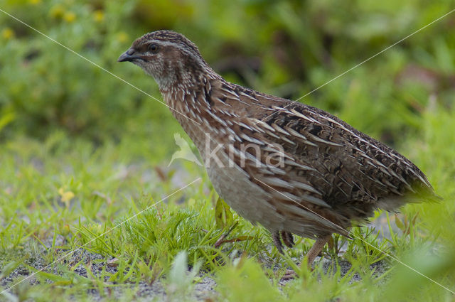 Common Quail (Coturnix coturnix)
