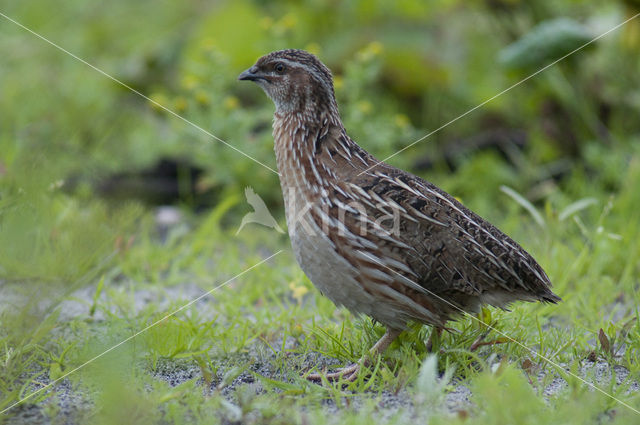 Common Quail (Coturnix coturnix)