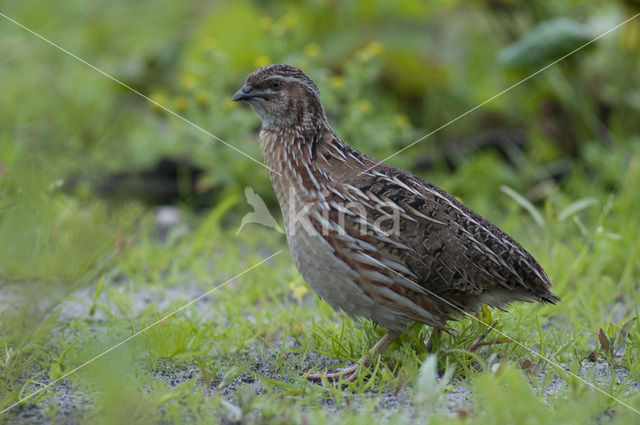 Common Quail (Coturnix coturnix)