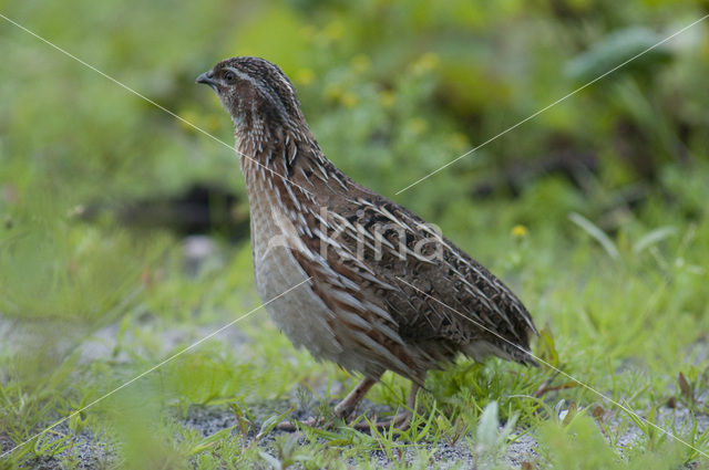 Common Quail (Coturnix coturnix)