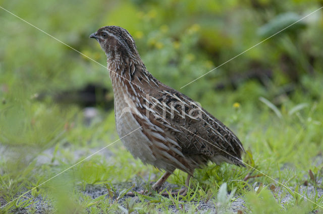 Kwartel (Coturnix coturnix)