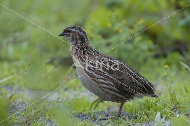 Common Quail (Coturnix coturnix)