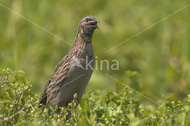 Common Quail (Coturnix coturnix)