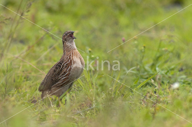 Common Quail (Coturnix coturnix)