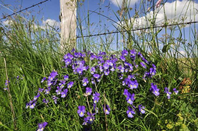 Langgespoord viooltje (Viola calcarata)