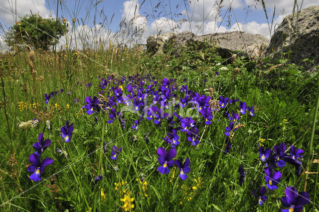 Langgespoord viooltje (Viola calcarata)