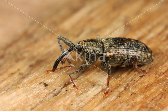 Dorytomus longimanus