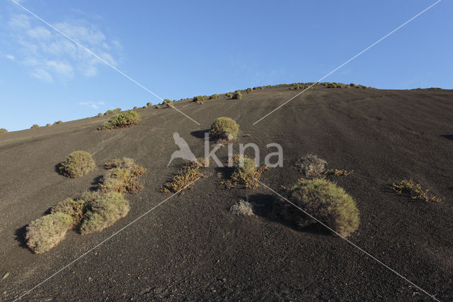 Lanzarote