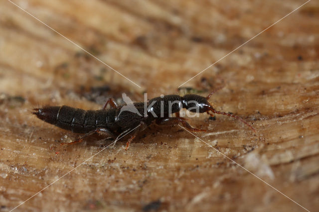 Lathrobium fovulum