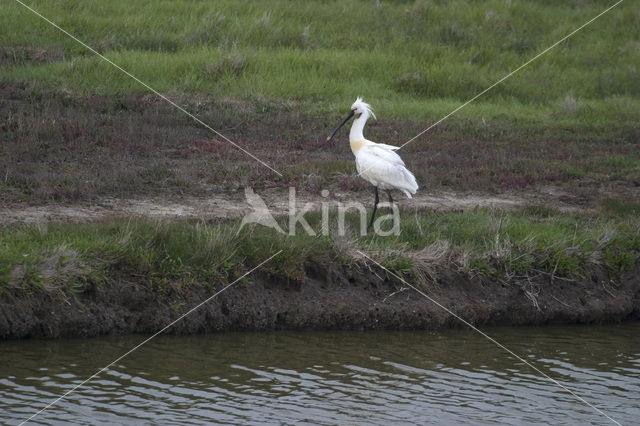 Eurasian Spoonbill (Platalea leucorodia)