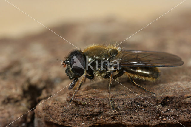 Limburgs bosgitje (Cheilosia lenis)