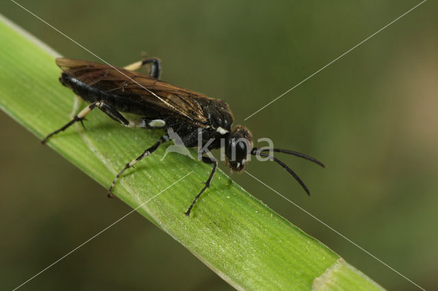 Macrophya alboannulata