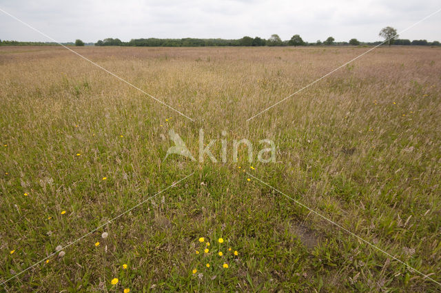 Mantingerveld