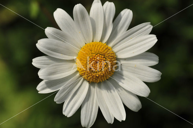 Marguerite (Chrysanthemum spec.)