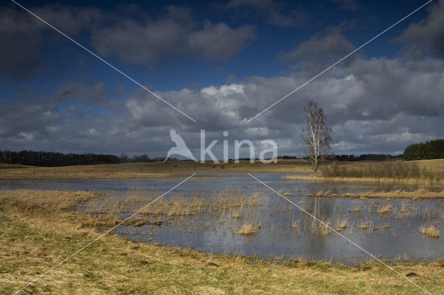 Mazury