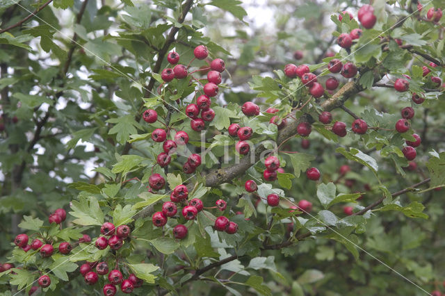 Hawthorn (Crataegus )