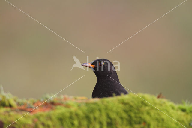 Eurasian Blackbird (Turdus merula)