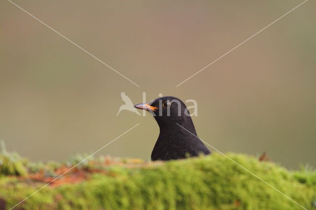 Merel (Turdus merula)