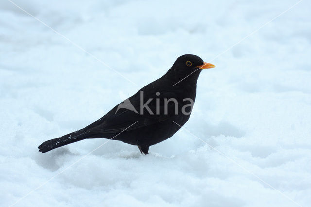 Eurasian Blackbird (Turdus merula)