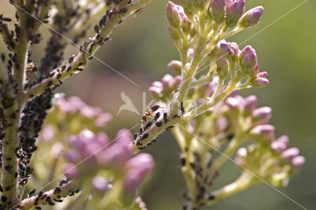 Ant