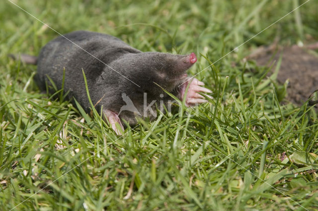 Mole (Talpa europaea)