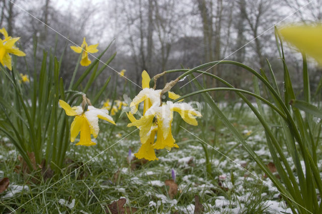 daffodil (Narcissus spec.)