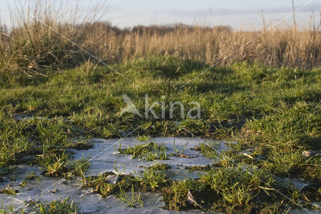 Nationaal Park de Biesbosch