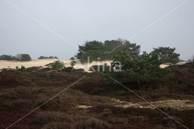 Nationaal Park Drents-Friese Wold