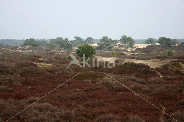 Nationaal Park Drents-Friese Wold