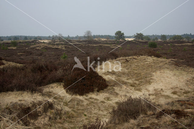 National Park Drents-Friese Wold