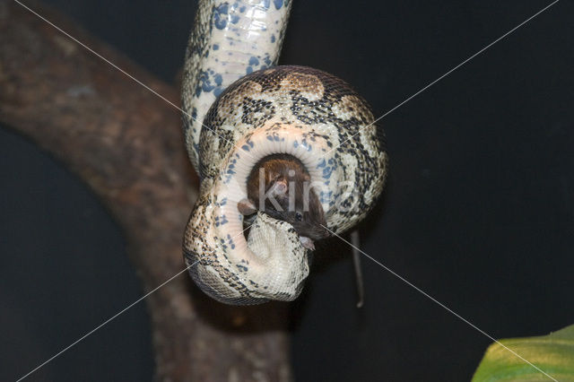 Reticulate python (Python reticulatus)