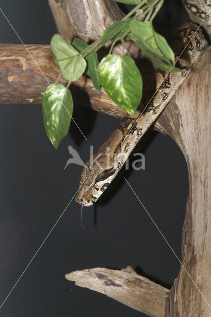 Reticulate python (Python reticulatus)