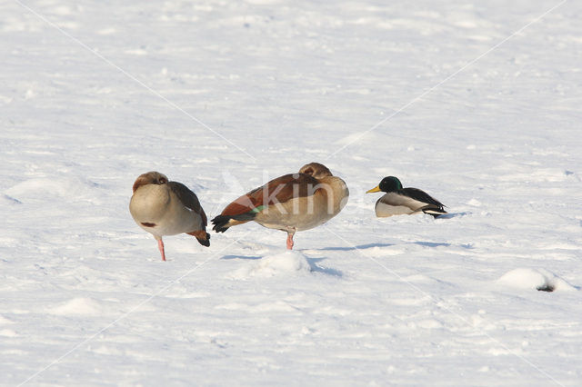 Egyptian Goose (Alopochen aegyptiaca)