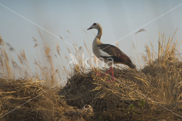 Egyptian Goose (Alopochen aegyptiaca)