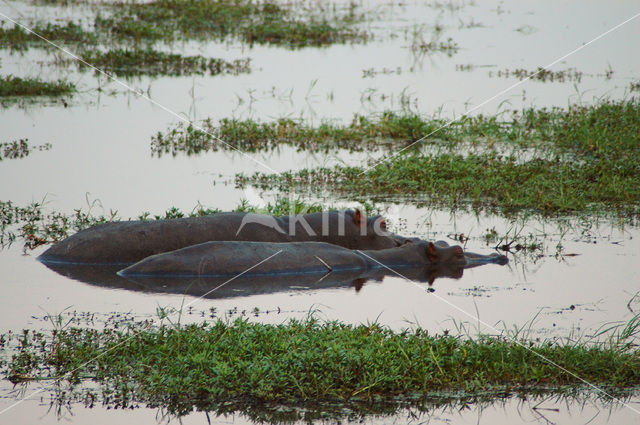 Hippopotamus (Hippopotamus amphibius)