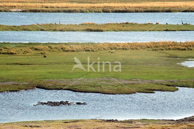 Nijlpaard (Hippopotamus amphibius)