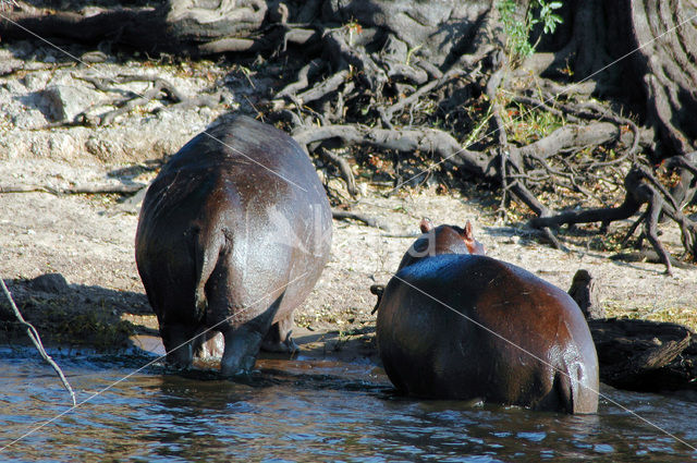 Nijlpaard (Hippopotamus amphibius)