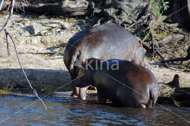 Nijlpaard (Hippopotamus amphibius)