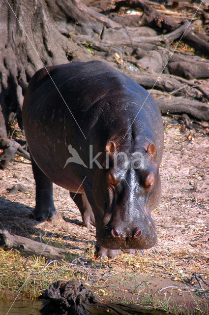 Hippopotamus (Hippopotamus amphibius)