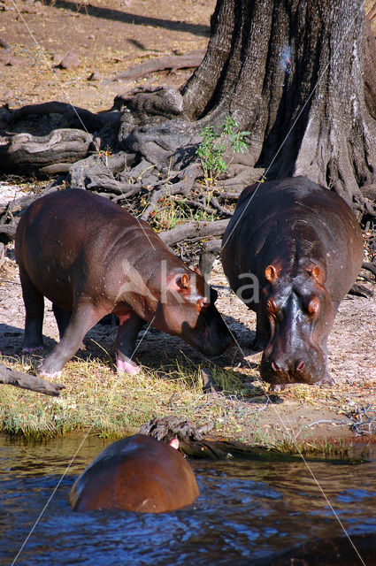 Nijlpaard (Hippopotamus amphibius)