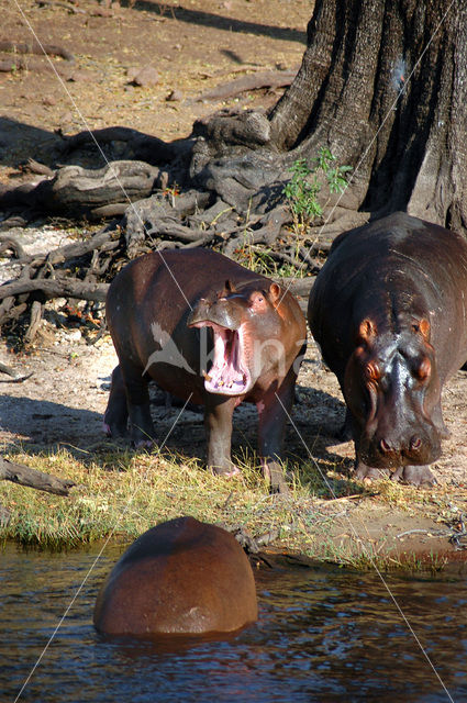 Nijlpaard (Hippopotamus amphibius)