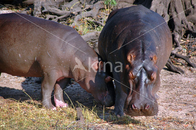 Nijlpaard (Hippopotamus amphibius)