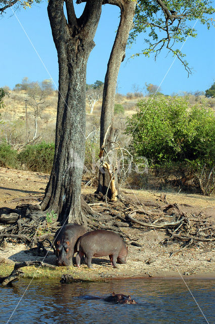 Hippopotamus (Hippopotamus amphibius)