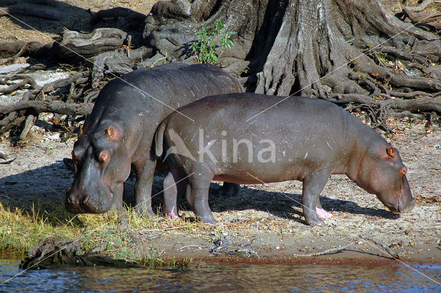 Nijlpaard (Hippopotamus amphibius)