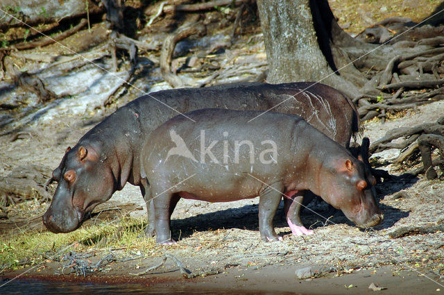 Nijlpaard (Hippopotamus amphibius)