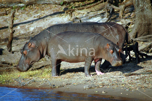 Nijlpaard (Hippopotamus amphibius)