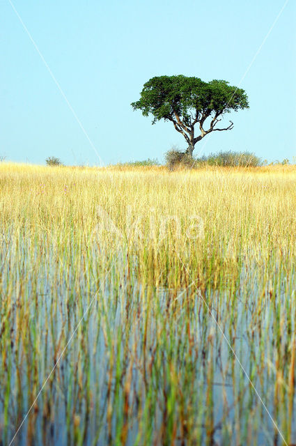 Okavango delta