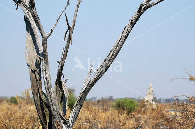 Okavango delta