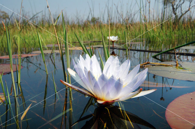 Okavango delta