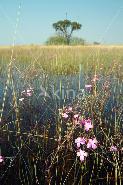 Okavango delta